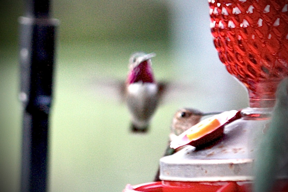 Calliope Hummingbird - ML261924001