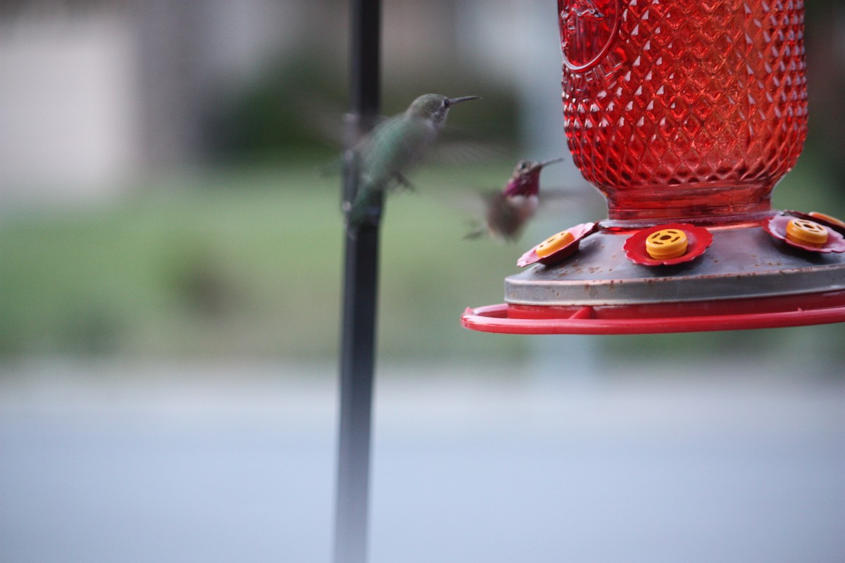 Calliope Hummingbird - ML261924031