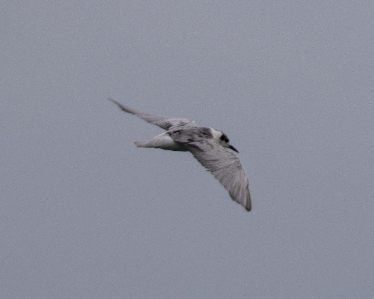White-winged Tern - ML261925251