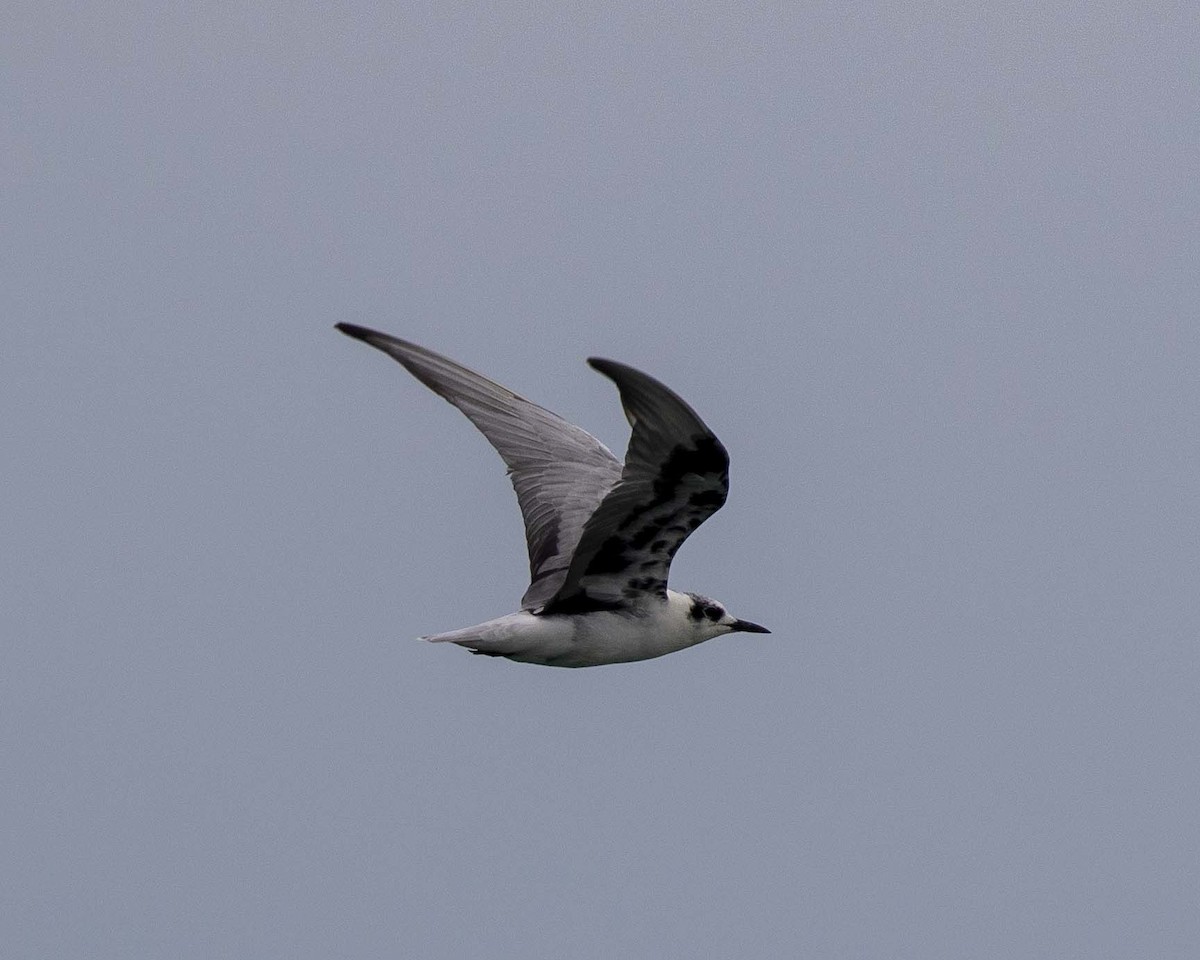 White-winged Tern - ML261925291