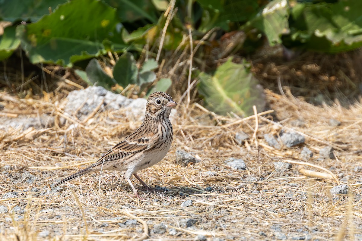 Vesper Sparrow - ML261925691