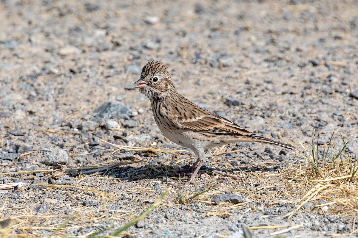 Vesper Sparrow - ML261925861