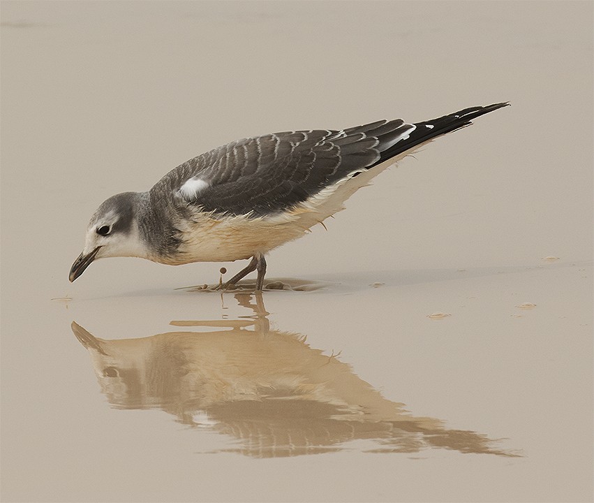 Sabine's Gull - Gary Rosenberg