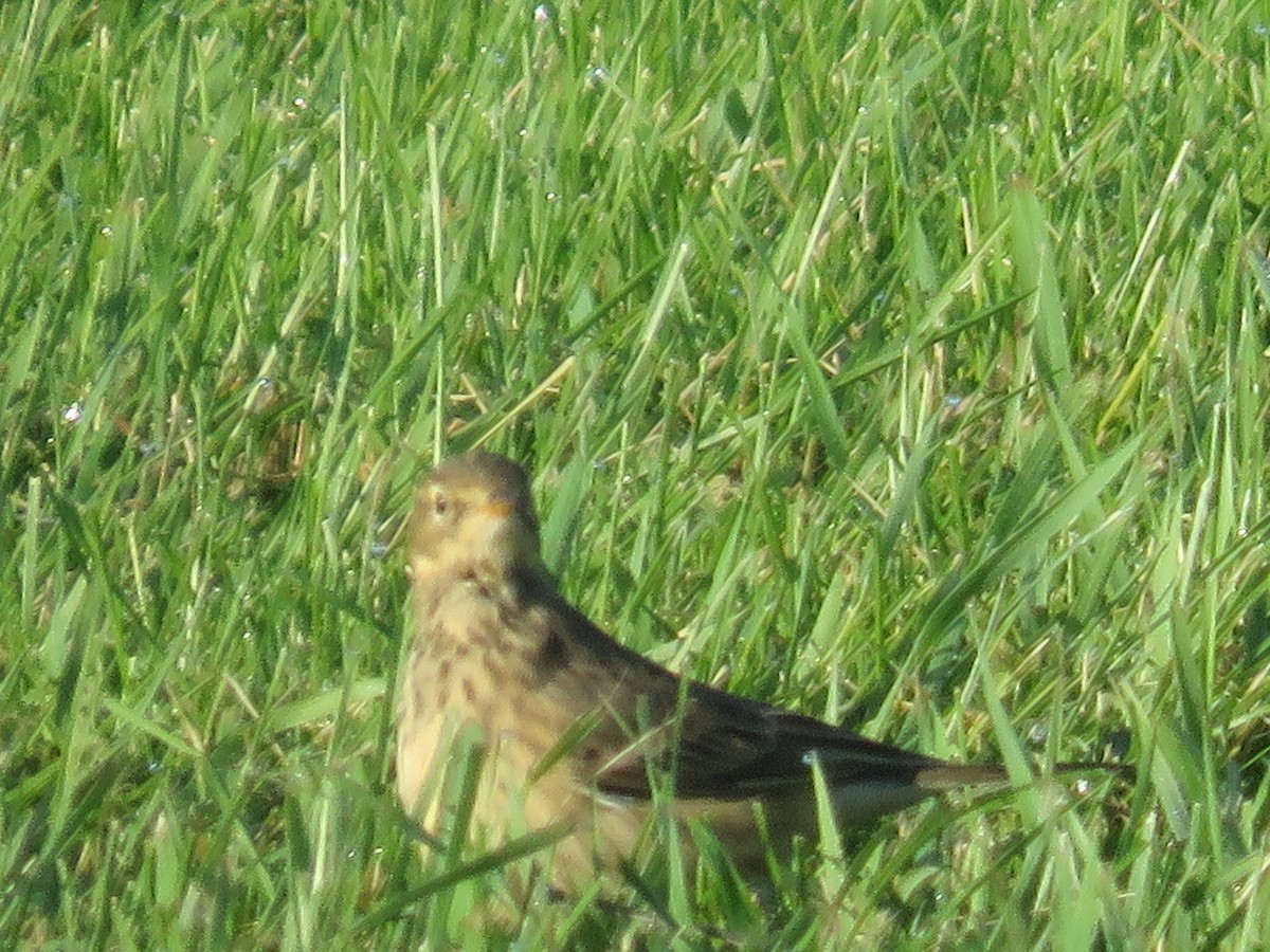 American Pipit - ML261926891