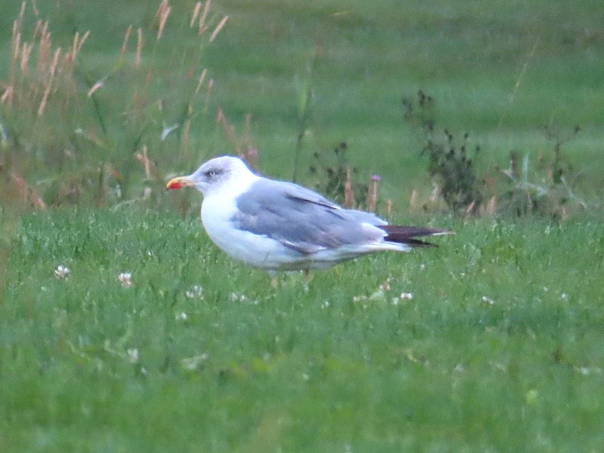 Yellow-legged Gull (atlantis) - Lancy Cheng