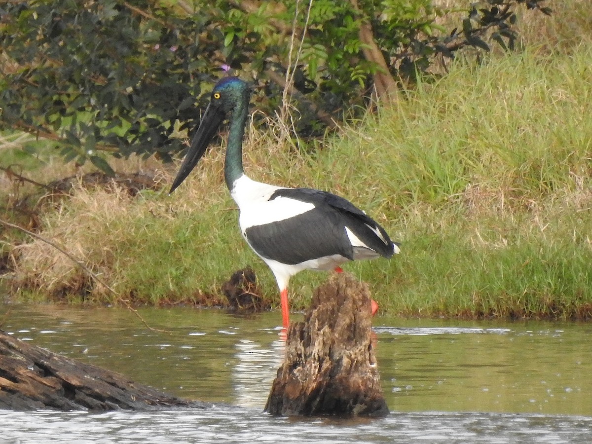 Black-necked Stork - ML261928731