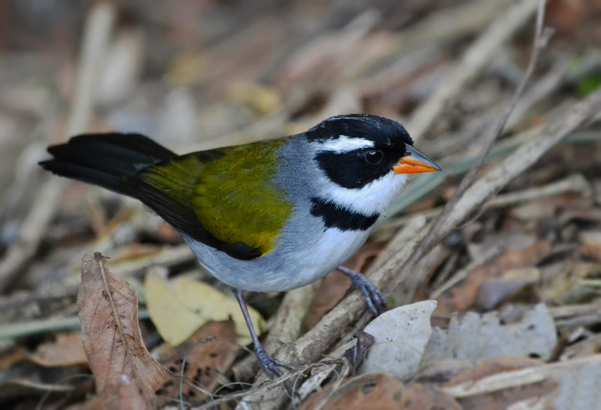 Saffron-billed Sparrow - André Perez