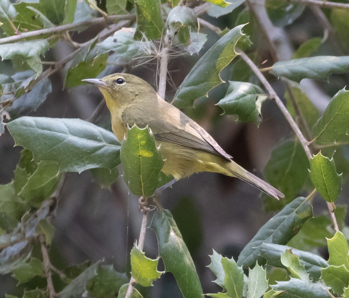 Orange-crowned Warbler - Maury Swoveland