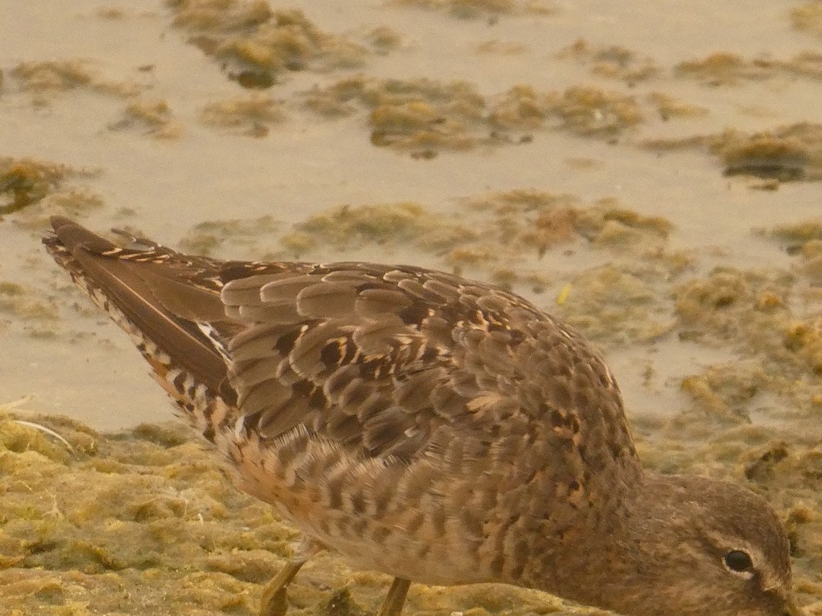 Short-billed Dowitcher - Robert Keiffer