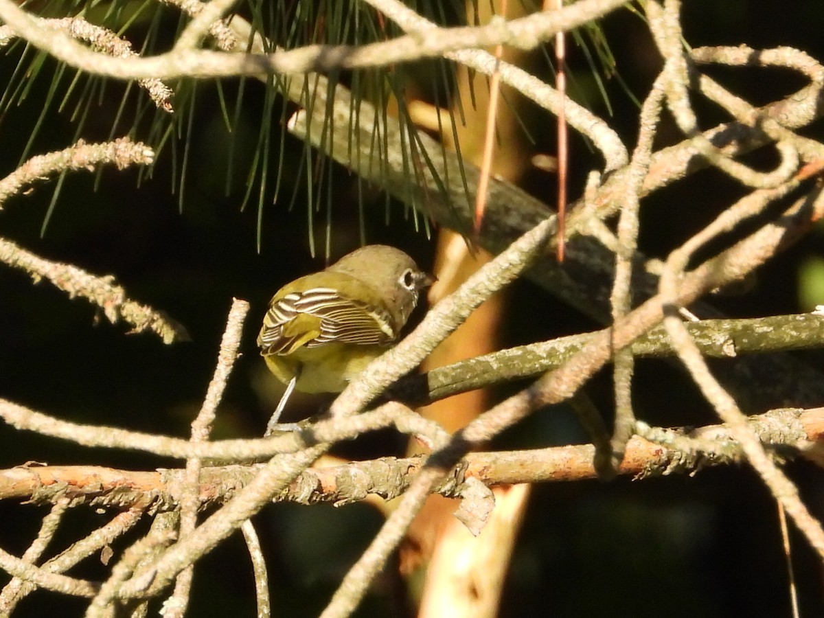 Blue-headed Vireo - ML261930001