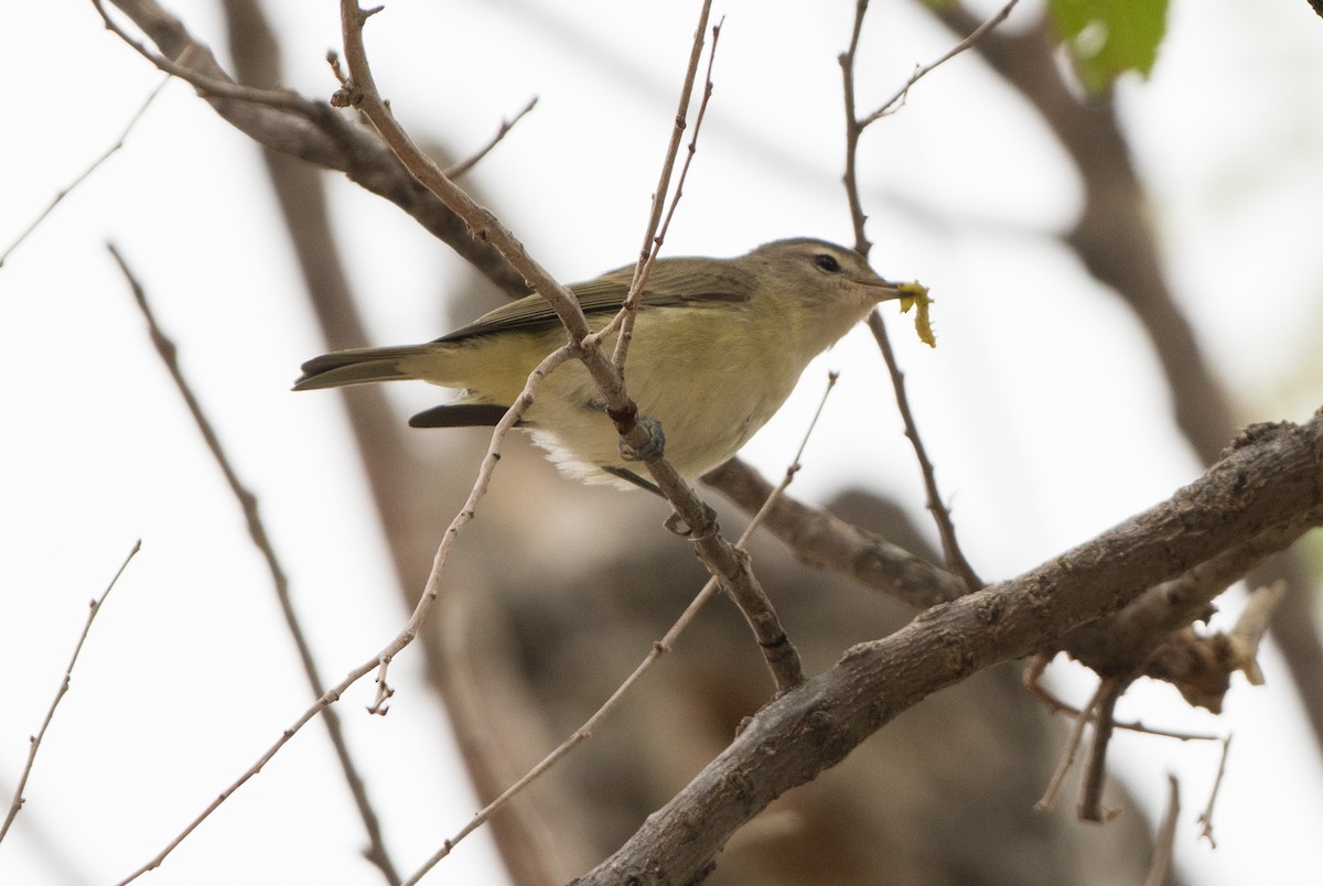 Warbling Vireo - Jamie Simo