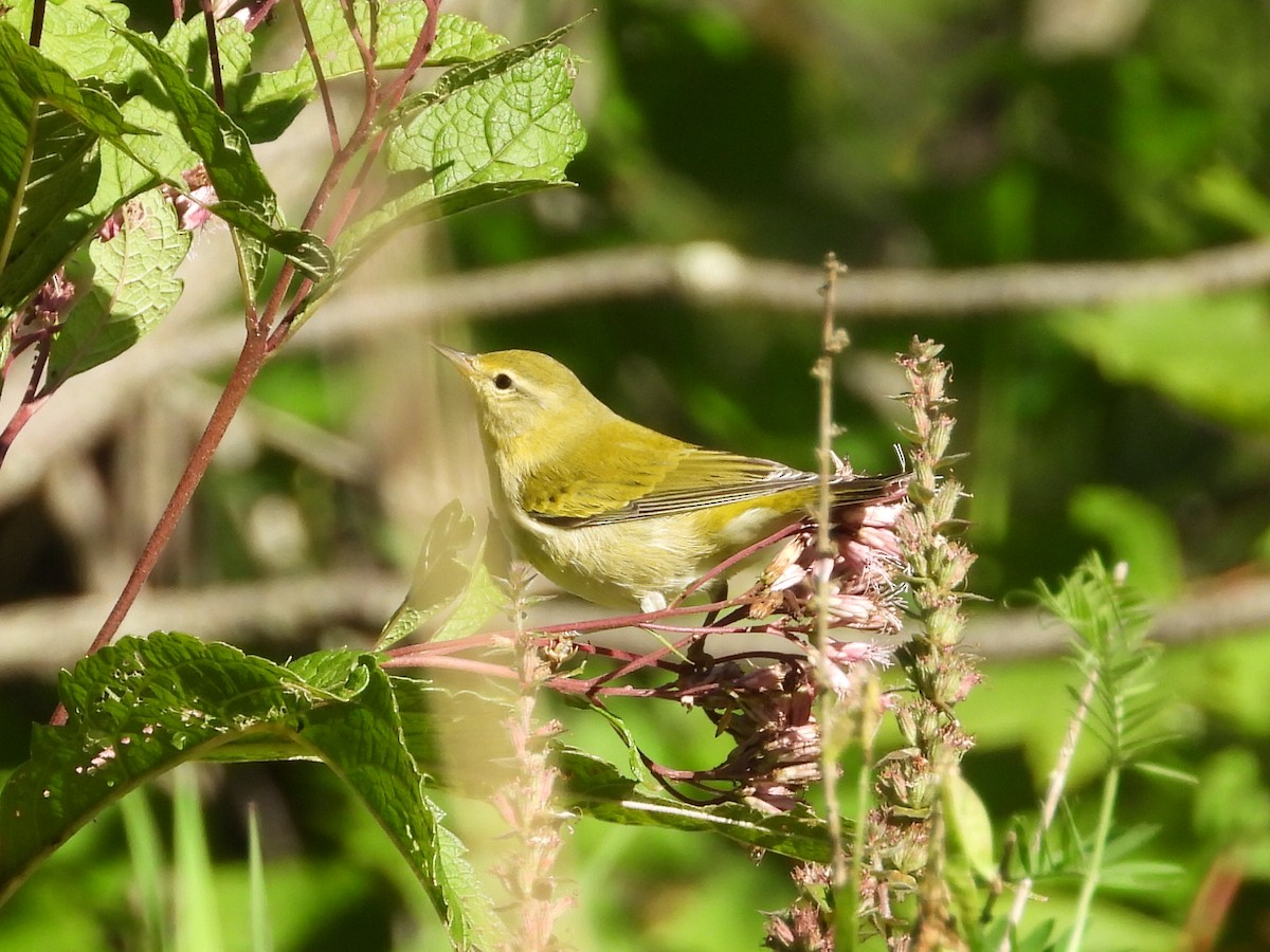 Tennessee Warbler - ML261935881