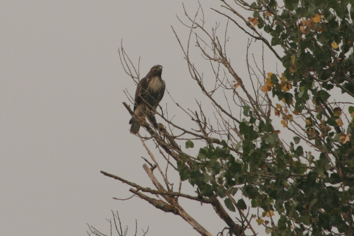 Red-tailed Hawk - Frank Severson