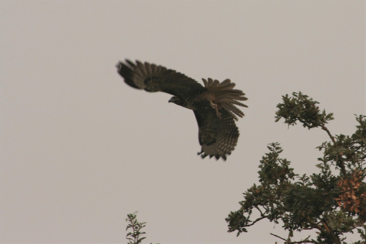 Rotschwanzbussard - ML261936811