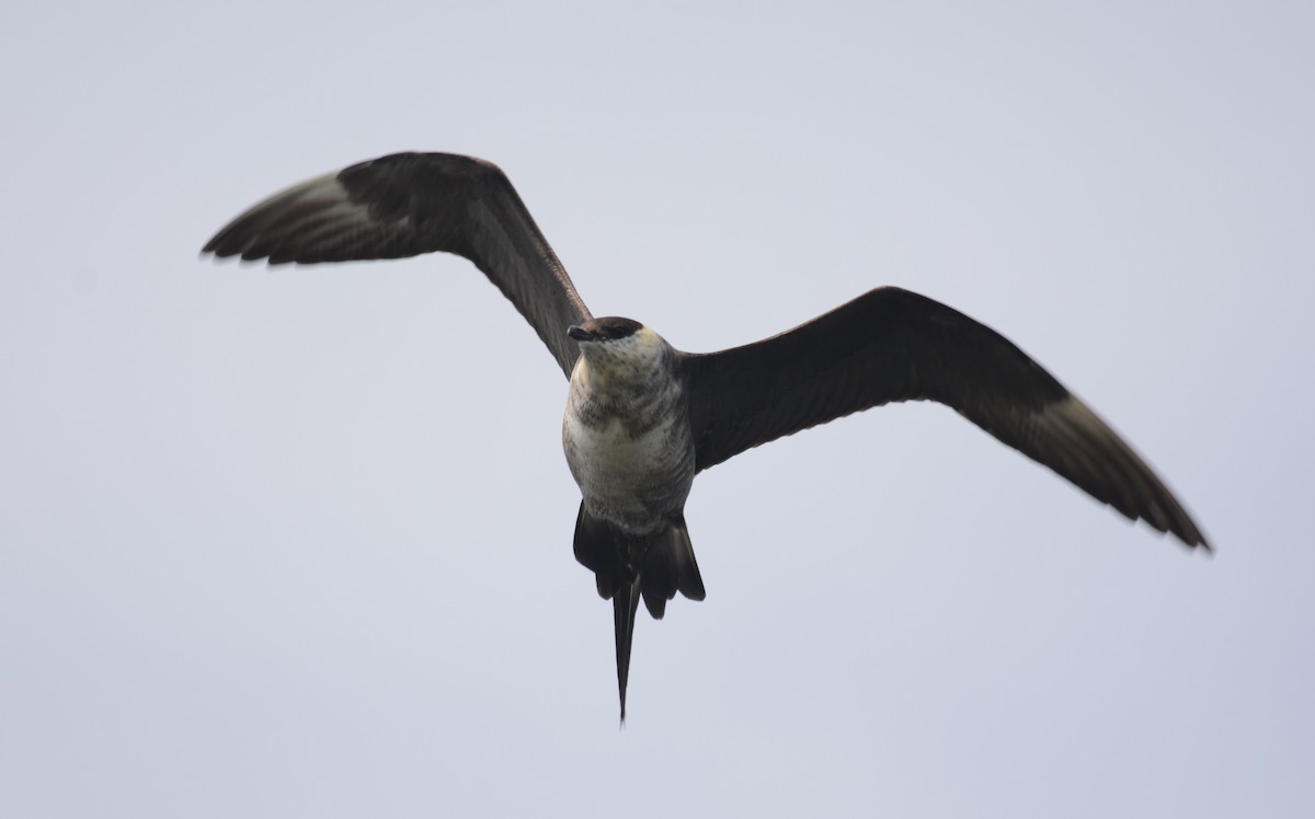 Long-tailed Jaeger - ML261939461