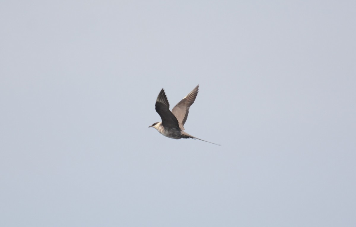 Long-tailed Jaeger - Isaac Hosch