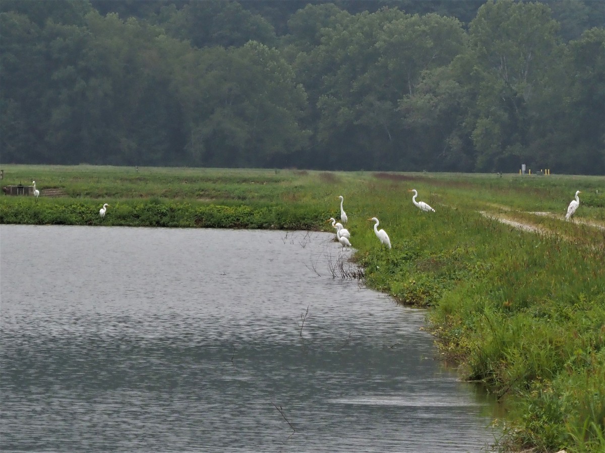 Great Egret - Jeffery Sole