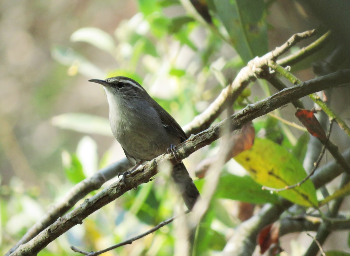 Bewick's Wren - ML261942421