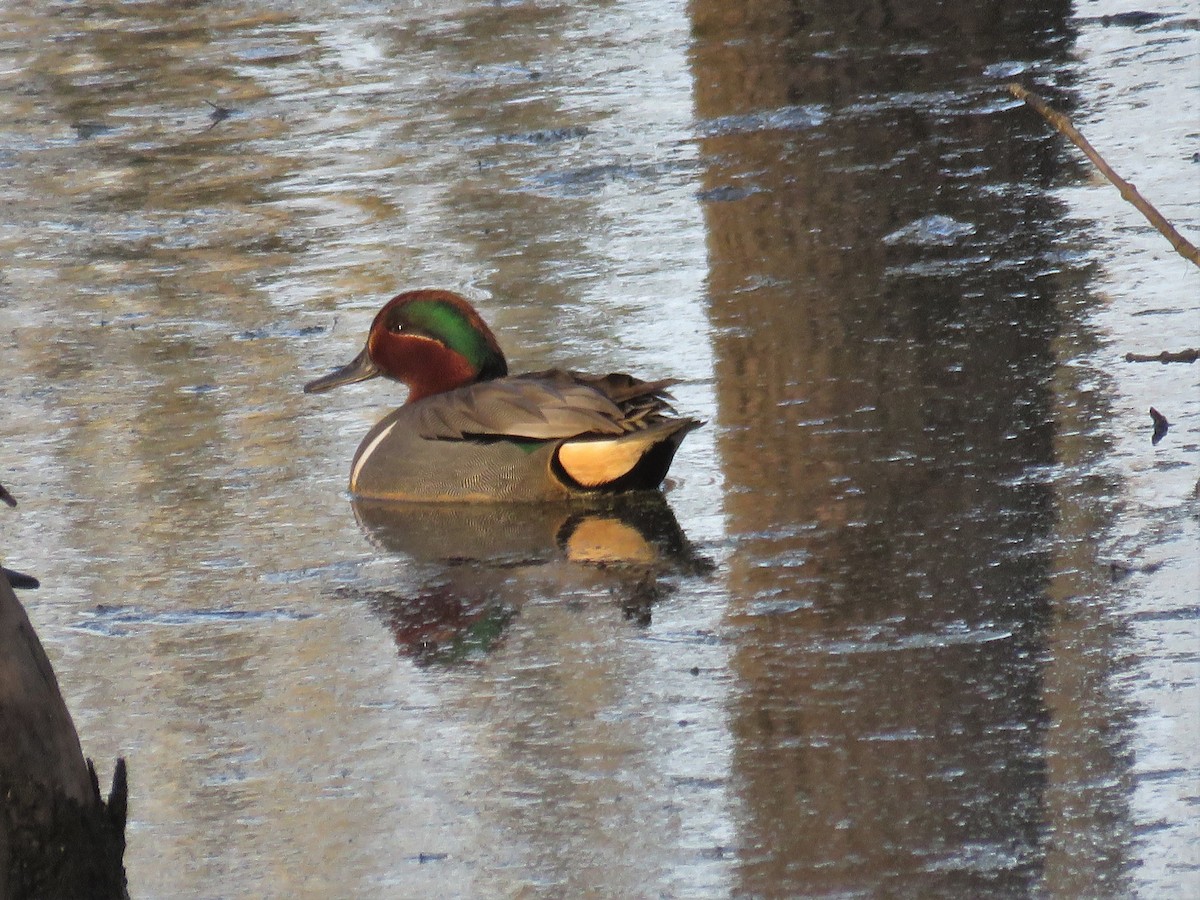 Green-winged Teal - JamEs ParRis