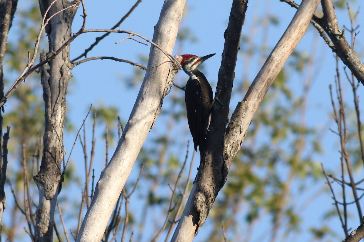 Pileated Woodpecker - ML261945721