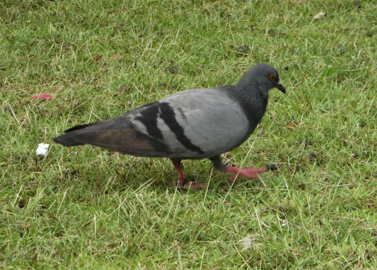 Rock Pigeon (Feral Pigeon) - Morten Winther Dahl