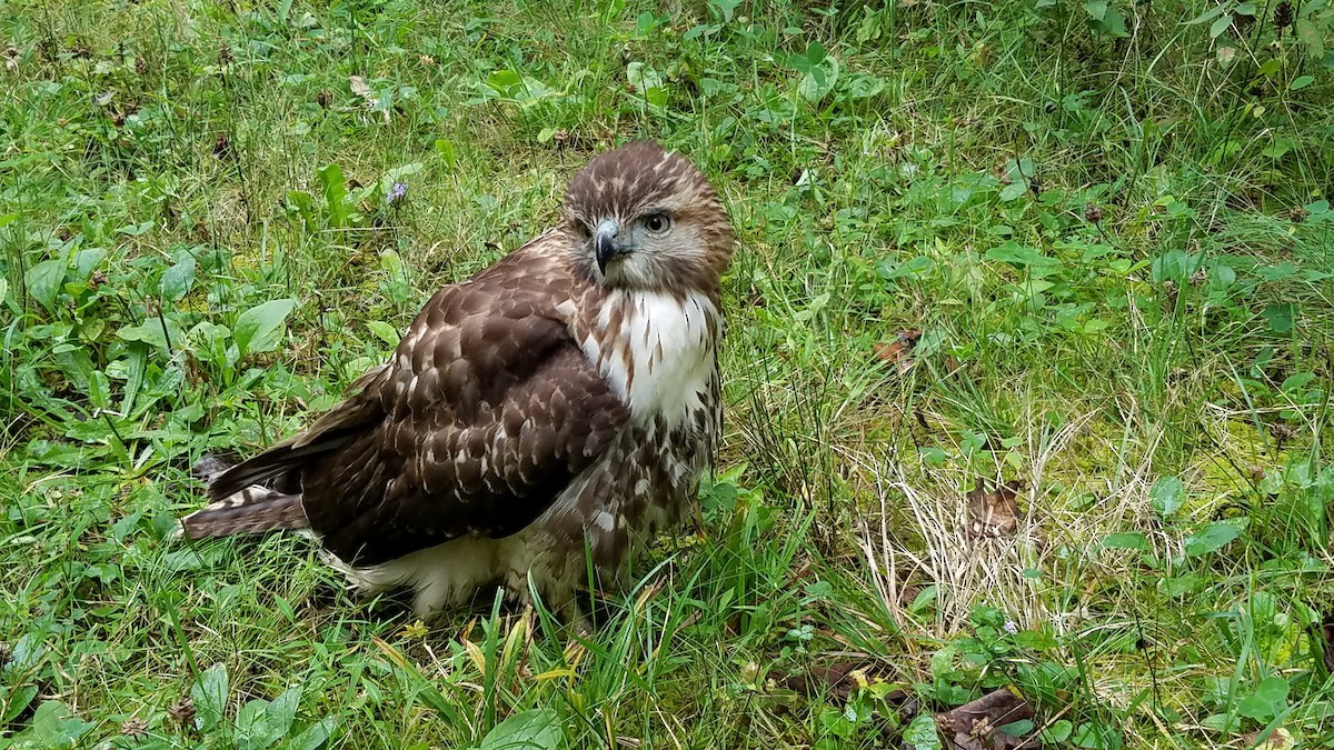 Red-tailed Hawk - ML261946781