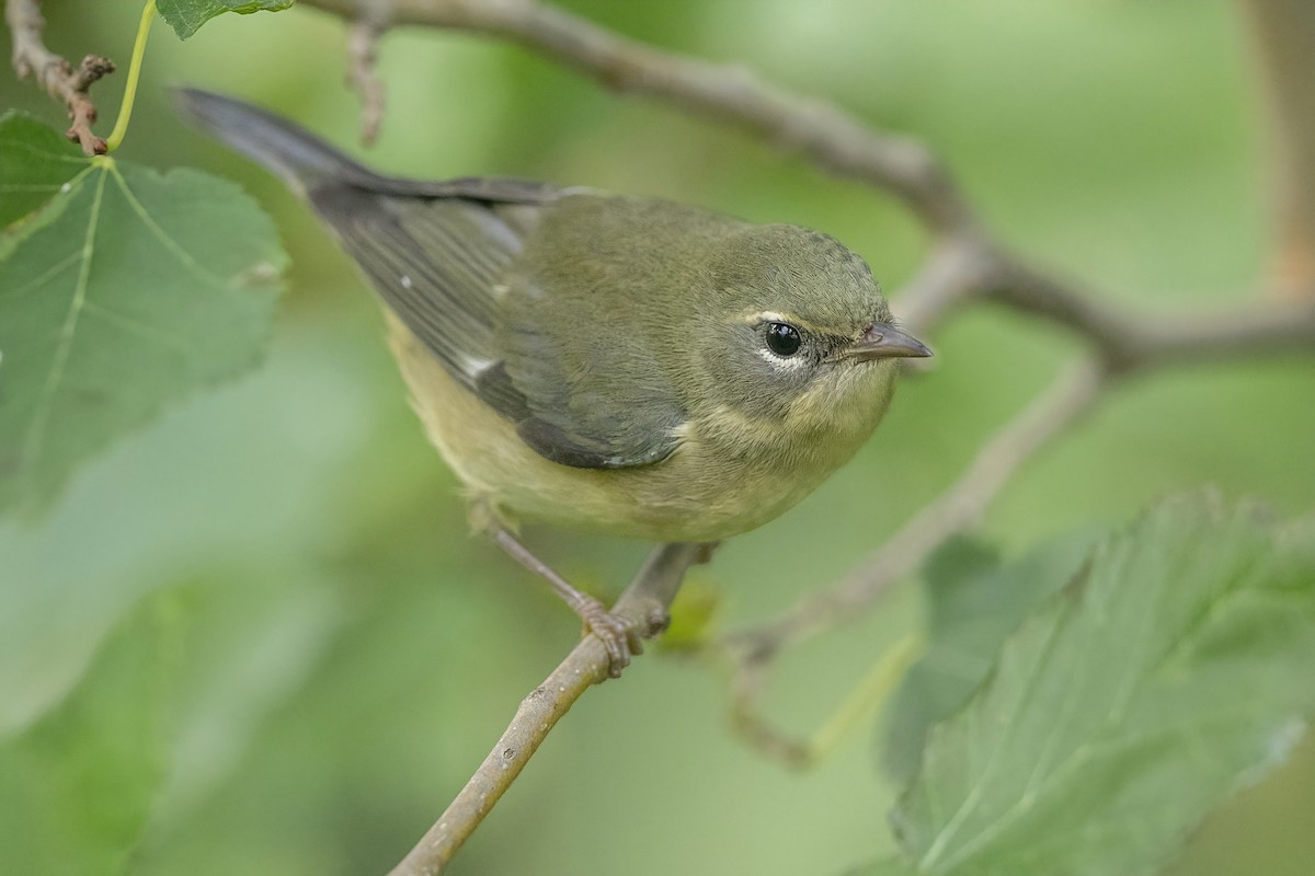 blåparula - ML261947621