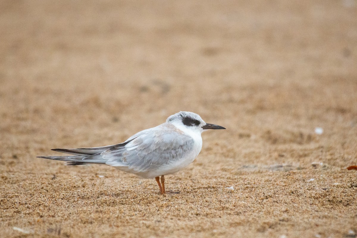Forster's Tern - ML261948641