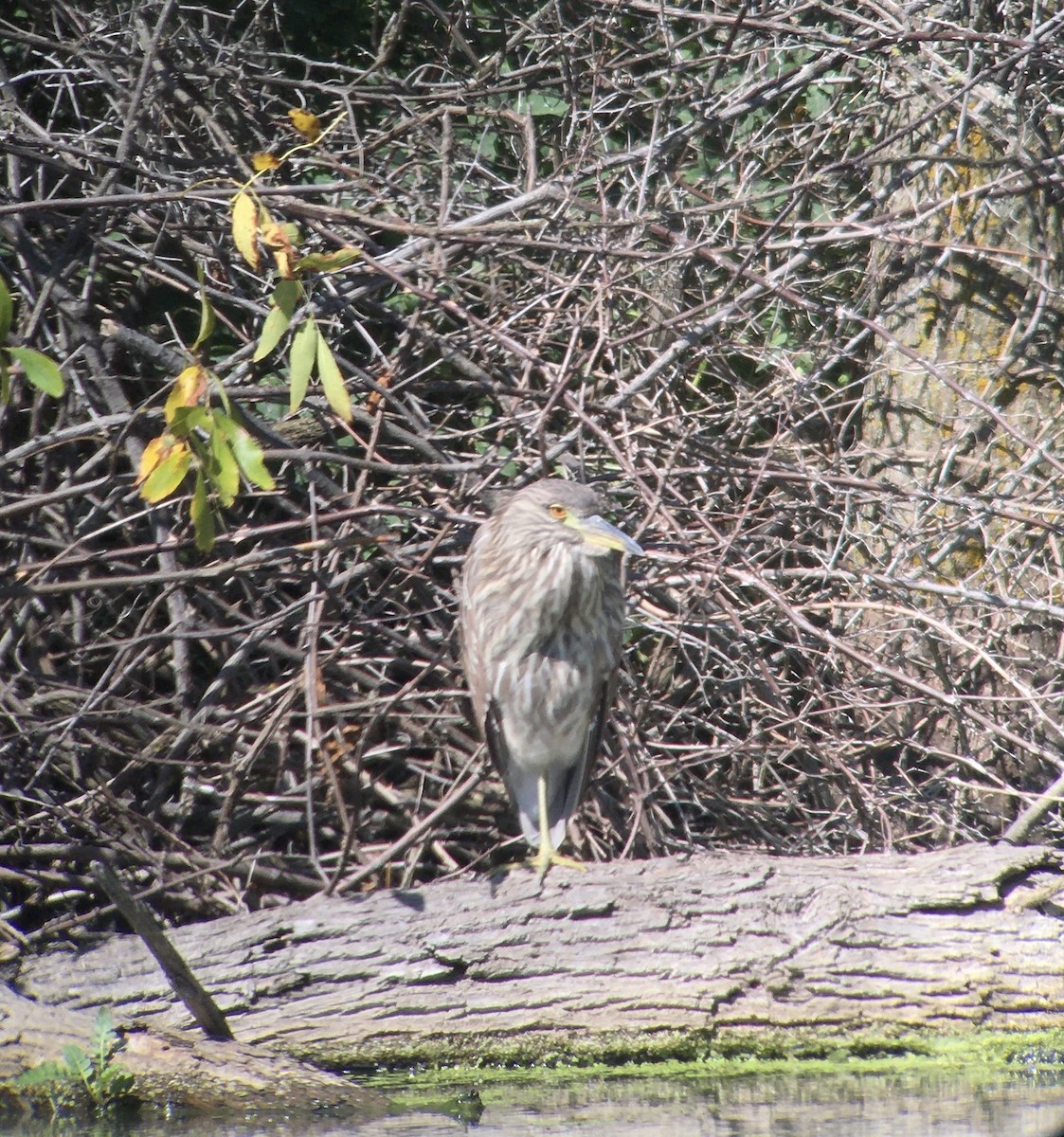 Black-crowned Night Heron - ML261949681