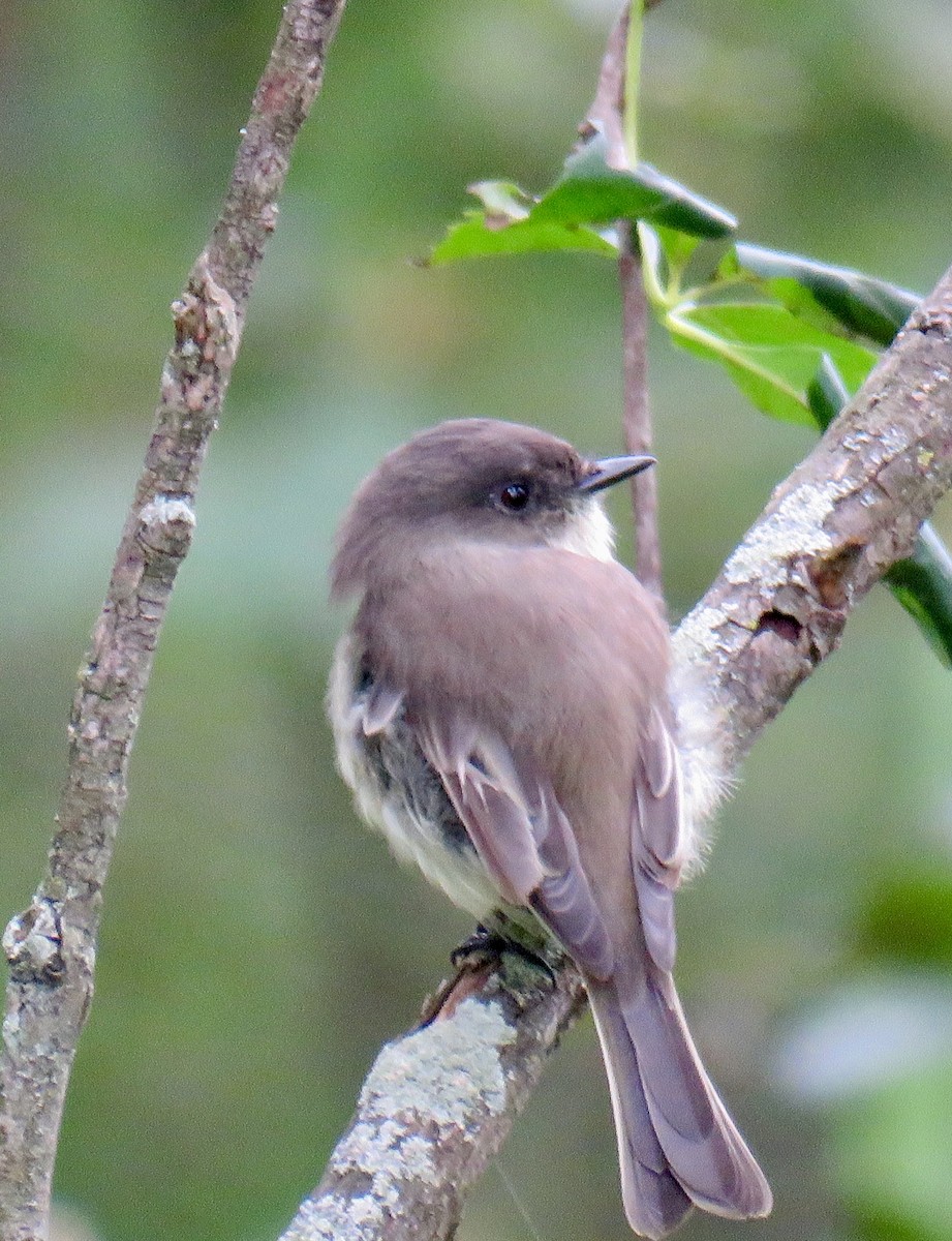 Eastern Phoebe - Jean Spaans