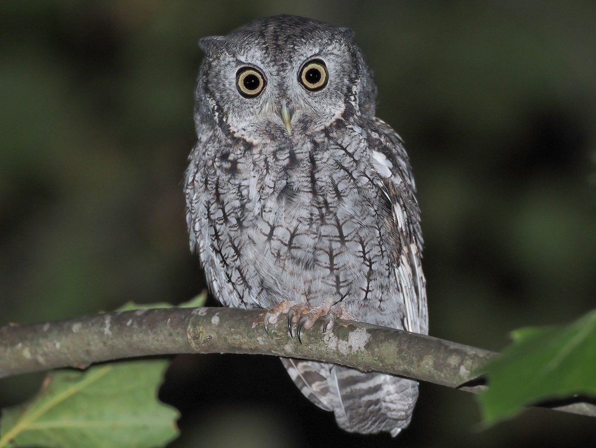Eastern Screech-Owl - dean anderson