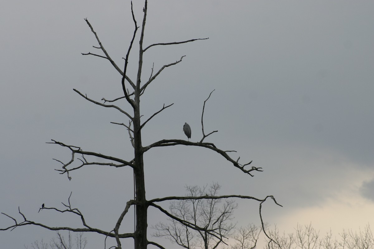 Great Blue Heron - ML26195951