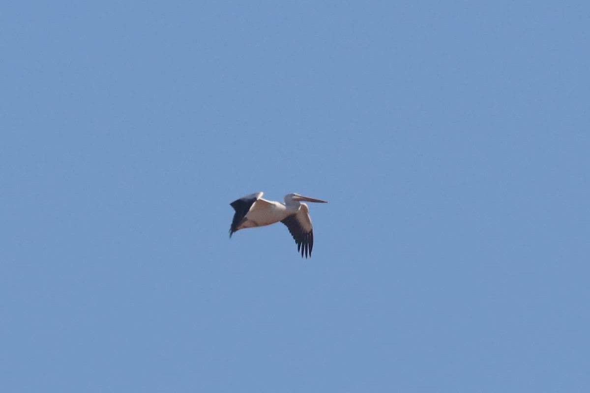 American White Pelican - ML261962191