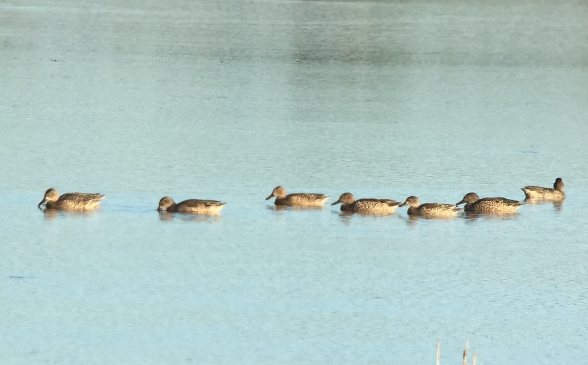 Blue-winged Teal - ML261962821