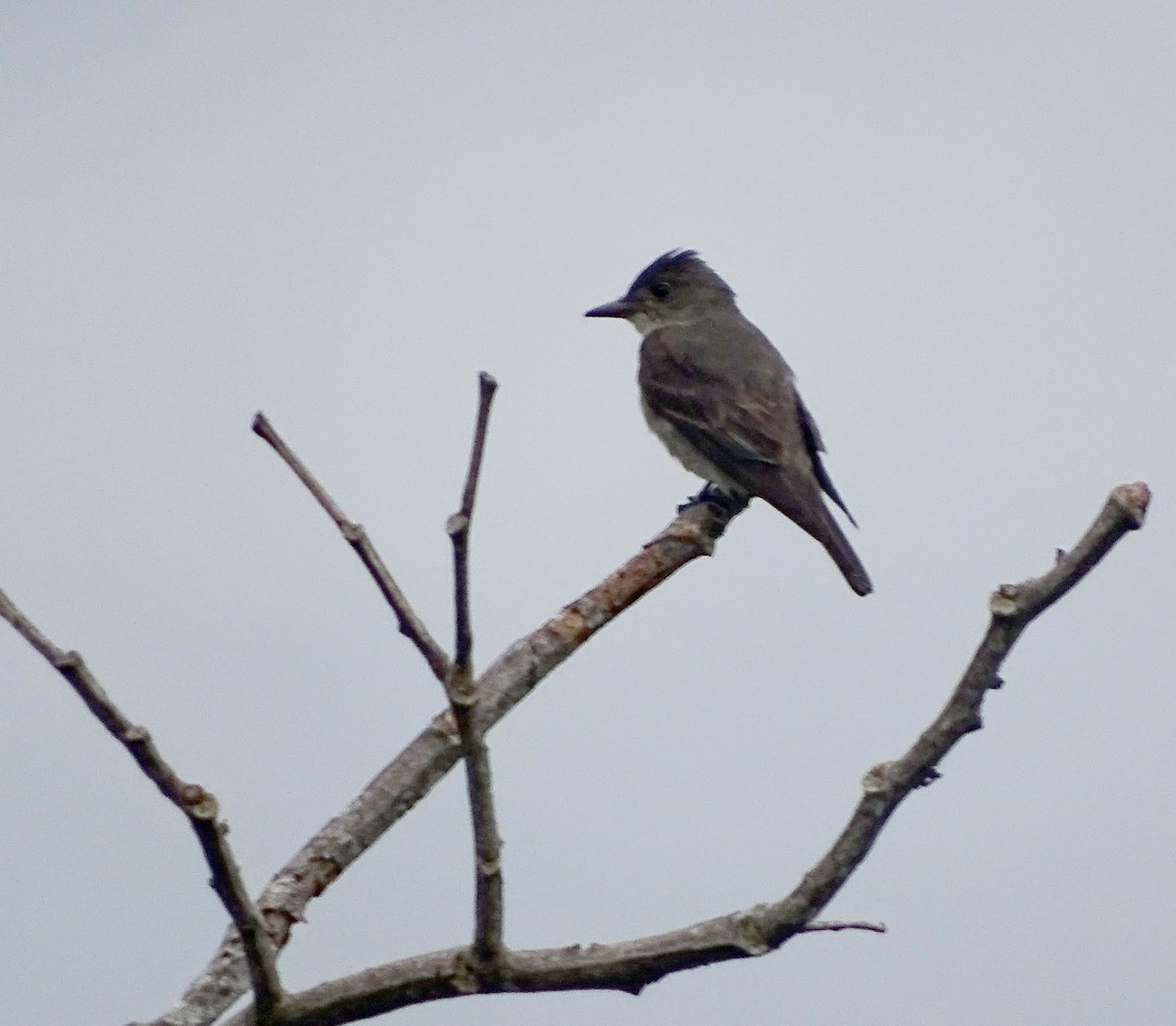 Olive-sided Flycatcher - ML261962841