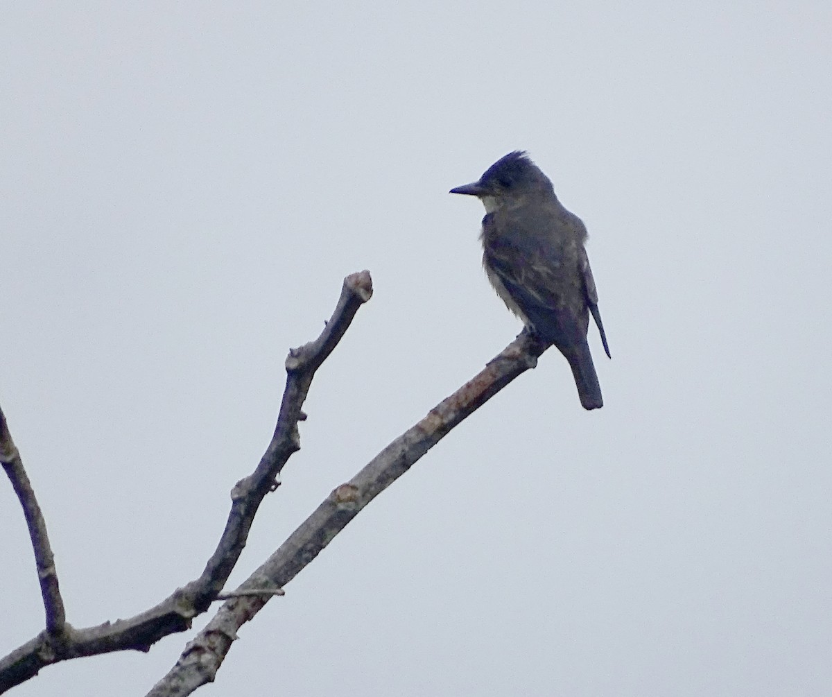 Olive-sided Flycatcher - ML261963921