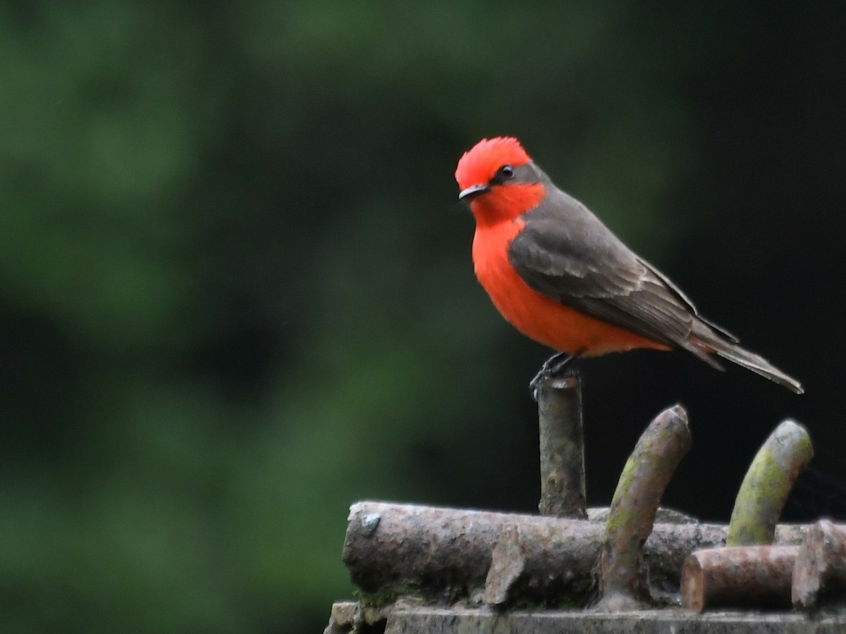 Vermilion Flycatcher - ML261964301