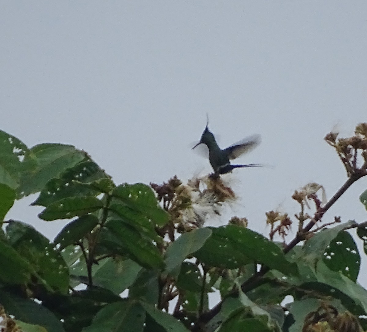 kolibřík ostrochocholatý - ML261964471