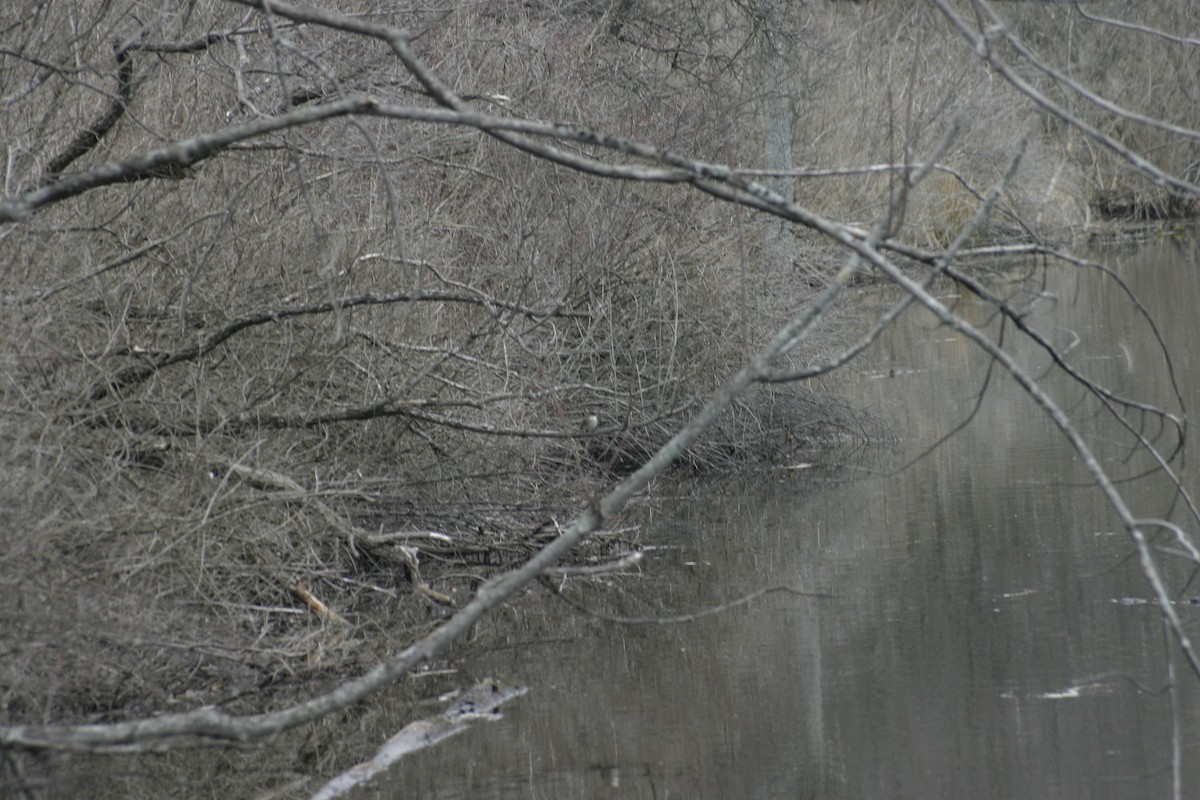 Eastern Phoebe - ML26196701