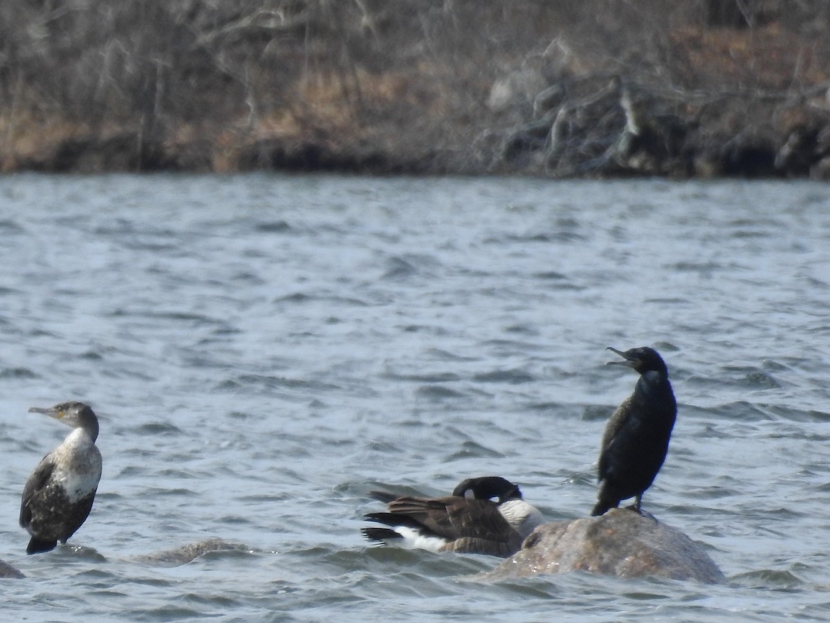 Great Cormorant - Sandi Jacques