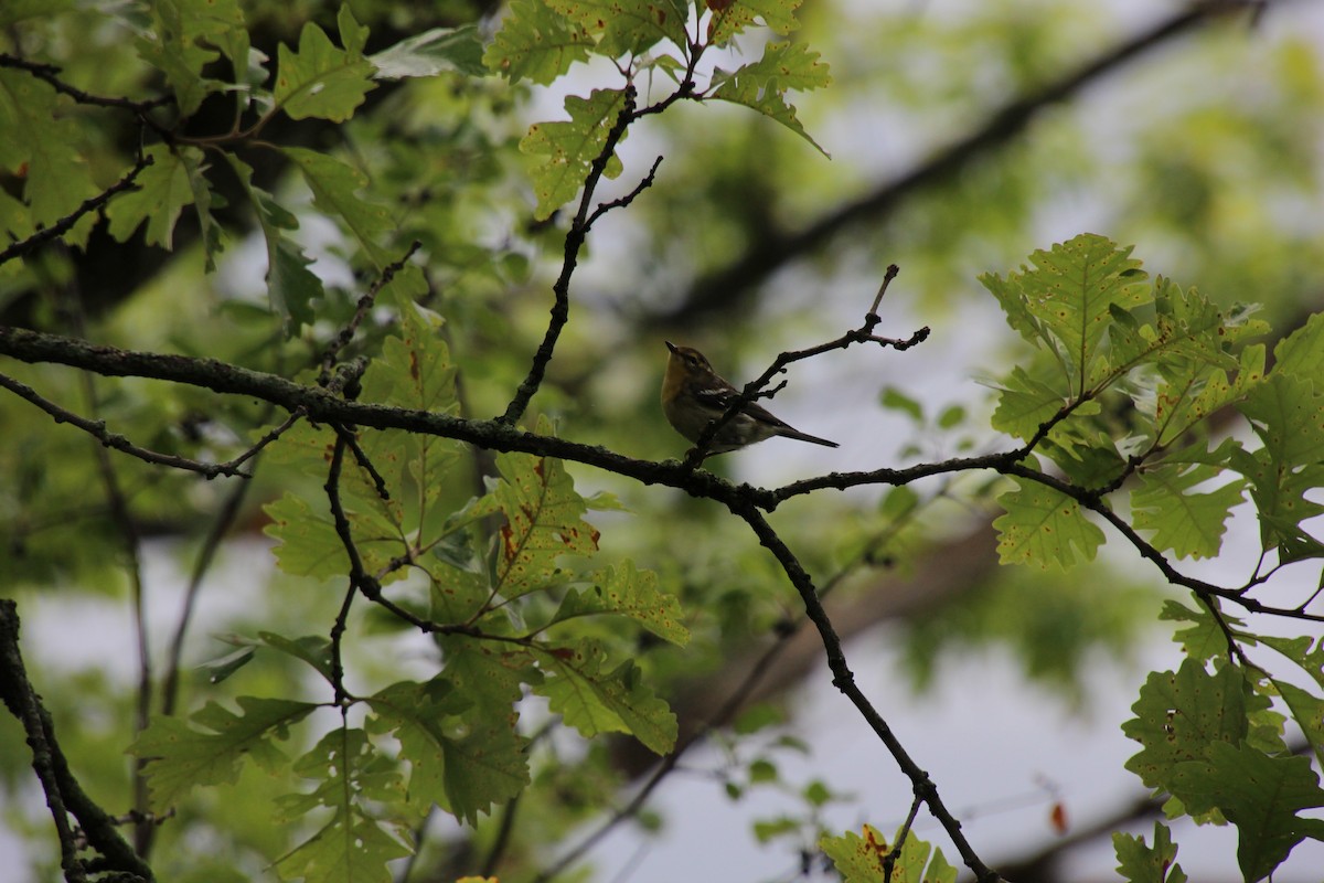 Pine Warbler - Serge Bergeron