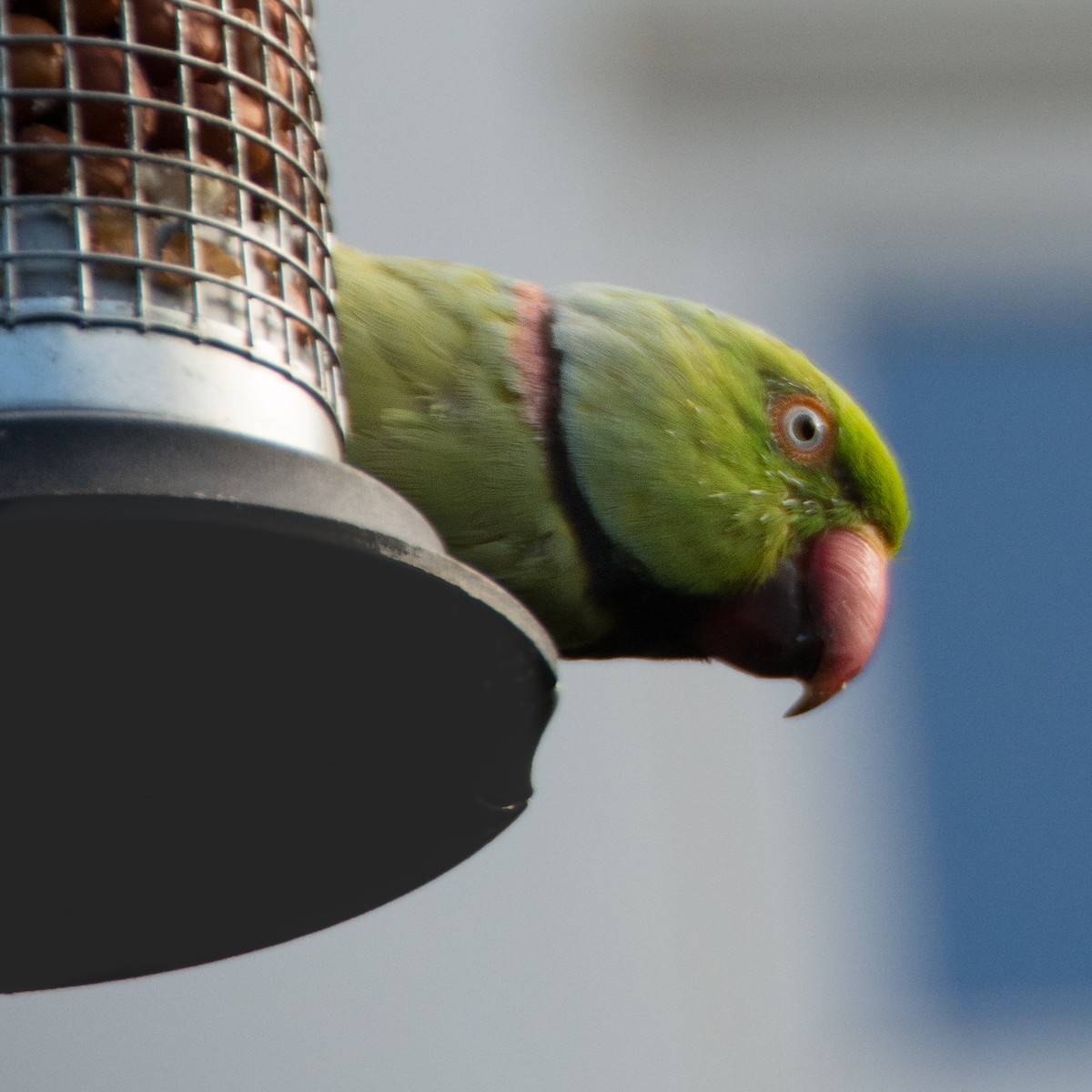 Rose-ringed Parakeet - ML261968931
