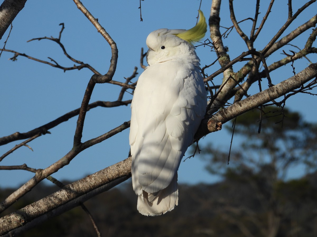 Sulphur-crested Cockatoo - ML261970051