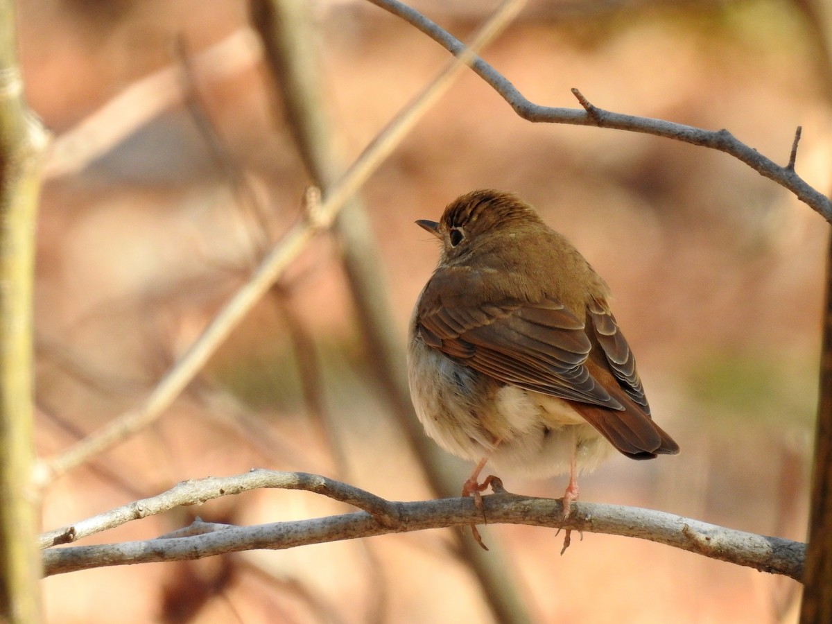 Hermit Thrush (faxoni/crymophilus) - ML26197061