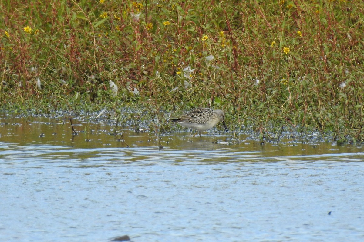 Stilt Sandpiper - ML261970651