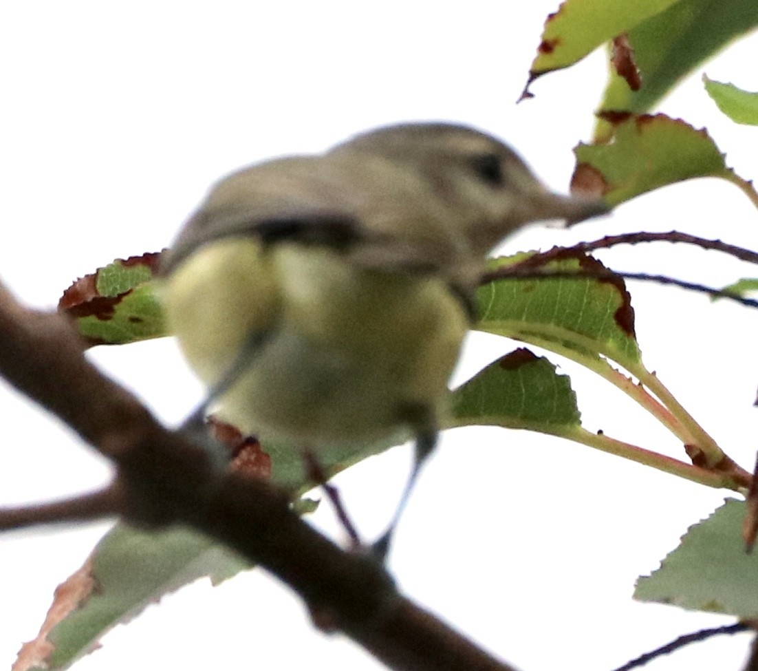 Warbling Vireo - Kim Abplanalp