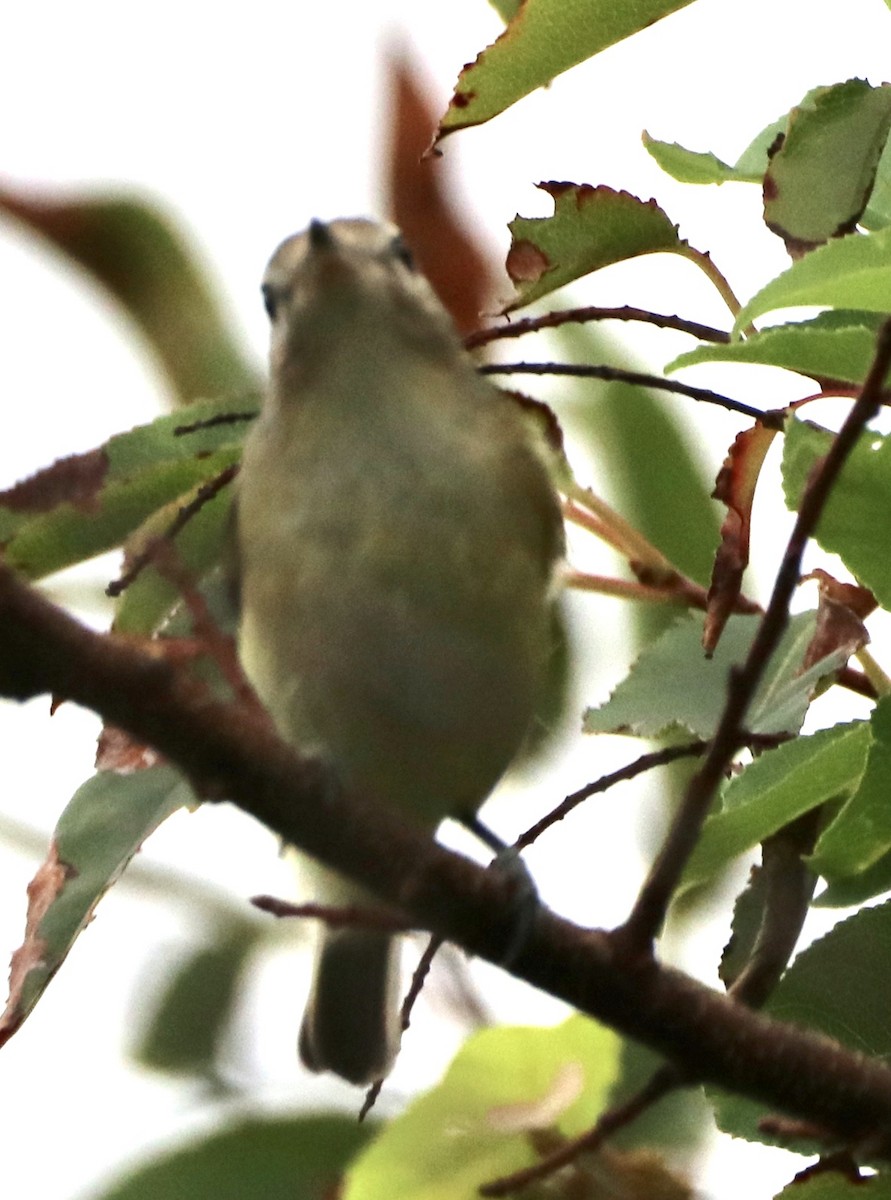 Warbling Vireo - Kim Abplanalp