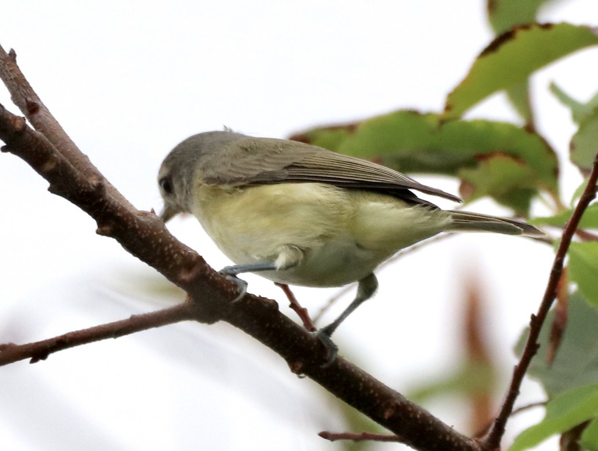 Warbling Vireo - Kim Abplanalp