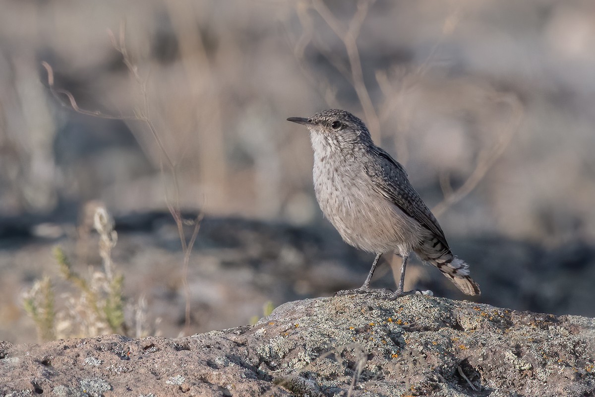 Rock Wren - ML261973711