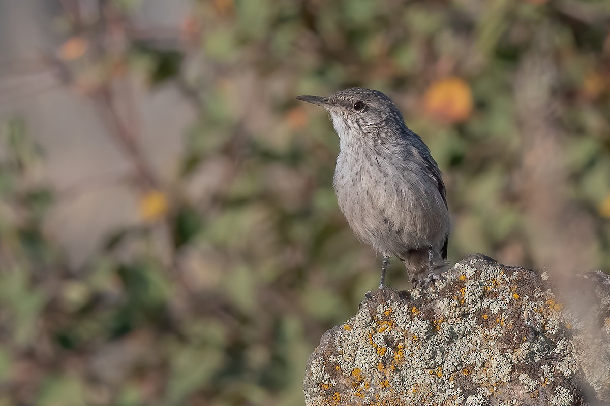 Rock Wren - ML261973731